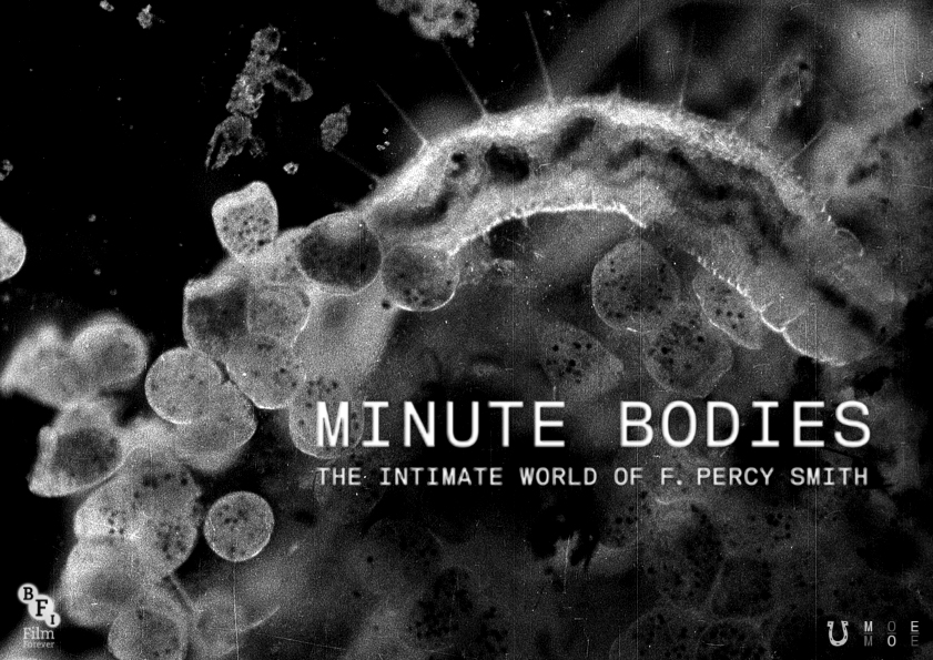 Tindersticks – Minute Bodies: The Intimate World of F Percy Smith (City Slang)