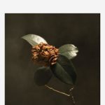 St. Paul And The Broken Bones - Young Sick Camellia (RECORDS, LLC)