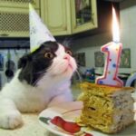 PODCAST: Show Me Magic! First Birthday special with Andy VonPip 5